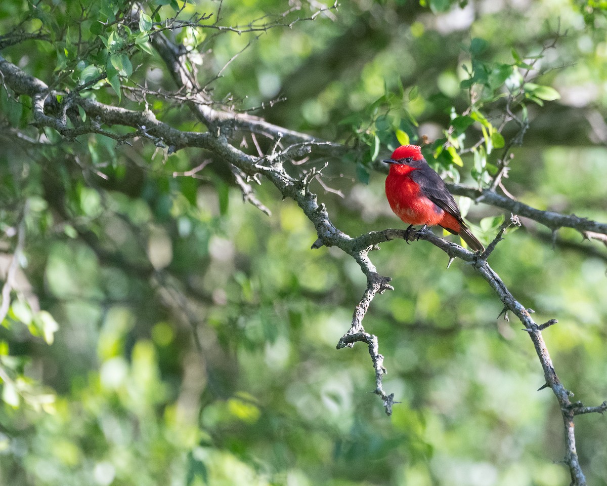 Vermilion Flycatcher - ML646252742