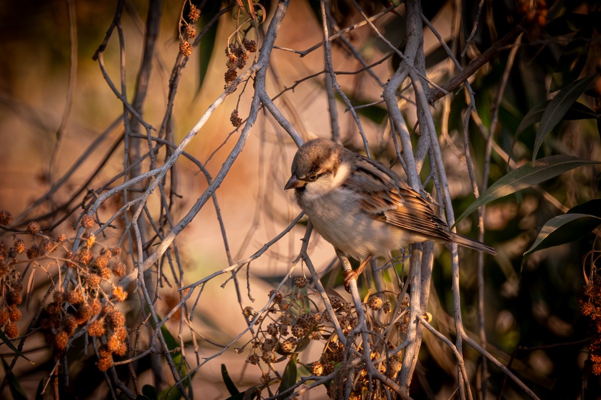 House Sparrow - ML646252747