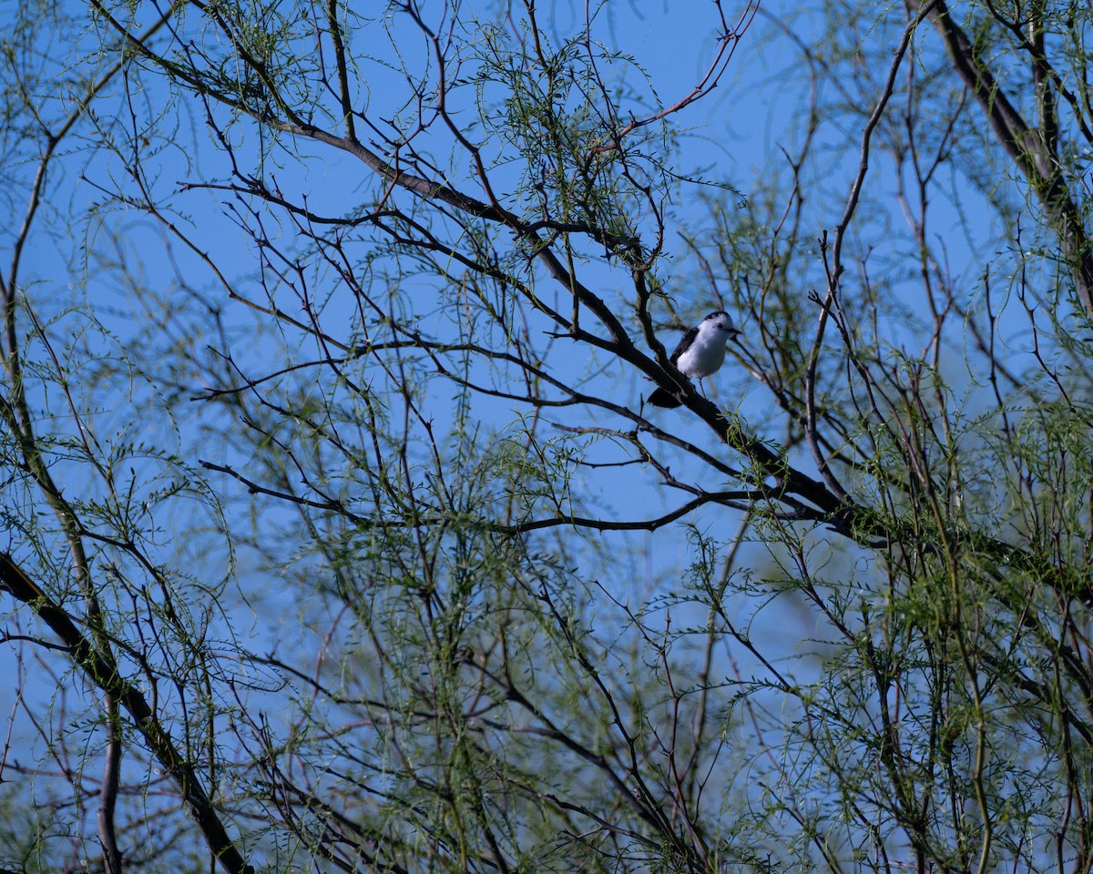 Black-backed Water-Tyrant - ML646252749