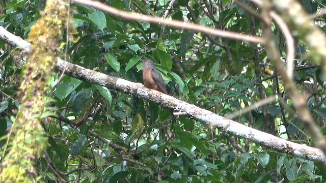 Молуккская кукушка - ML646252752