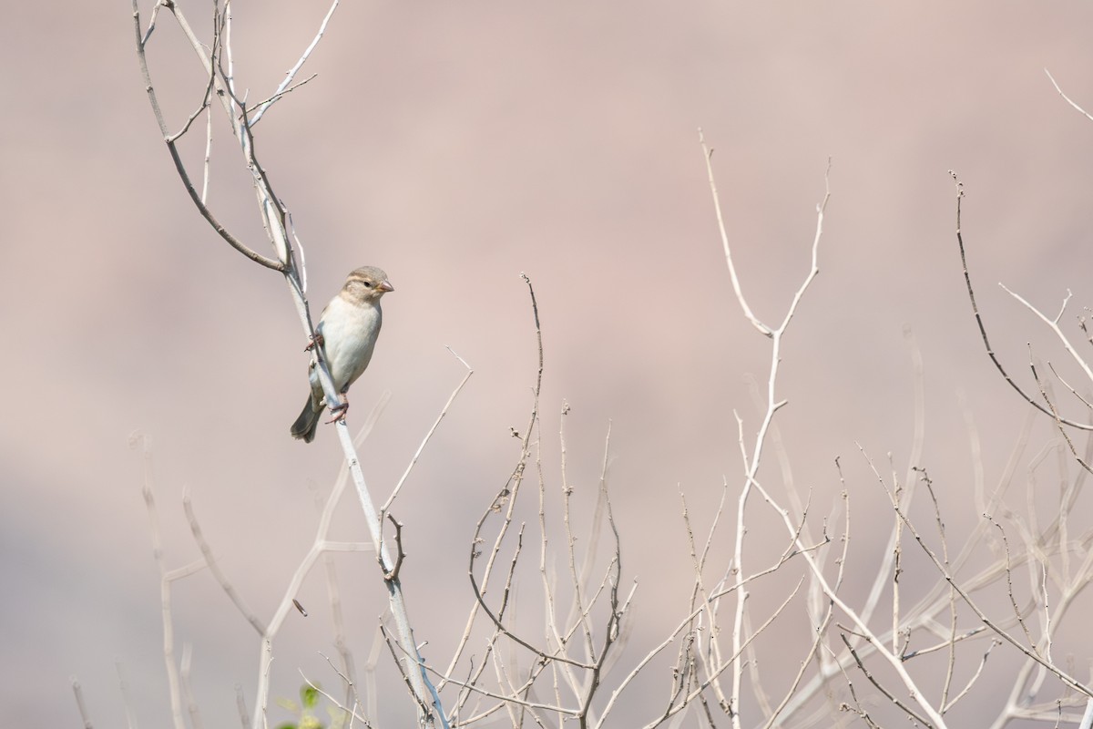 House Sparrow - ML646252753