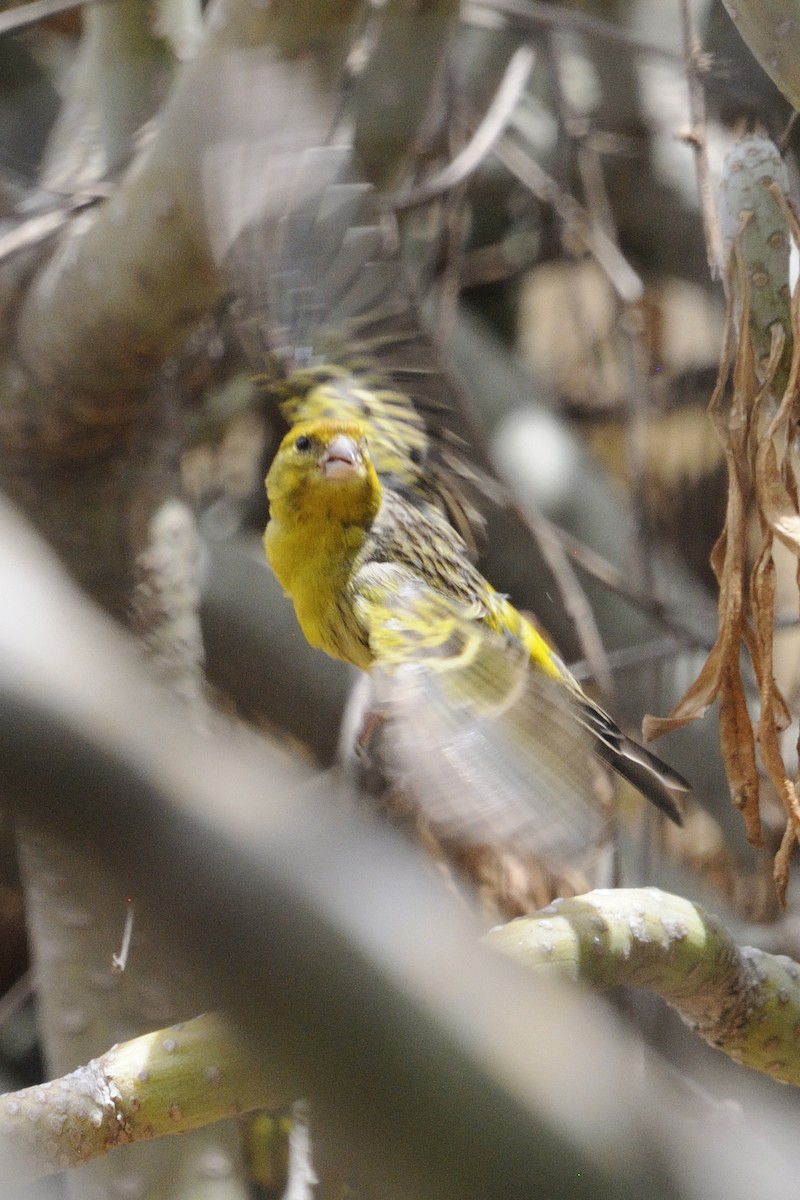 Island Canary - ML646252755