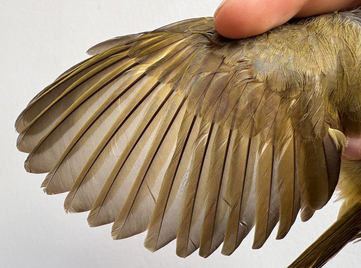 Sombre Greenbul - ML646252761