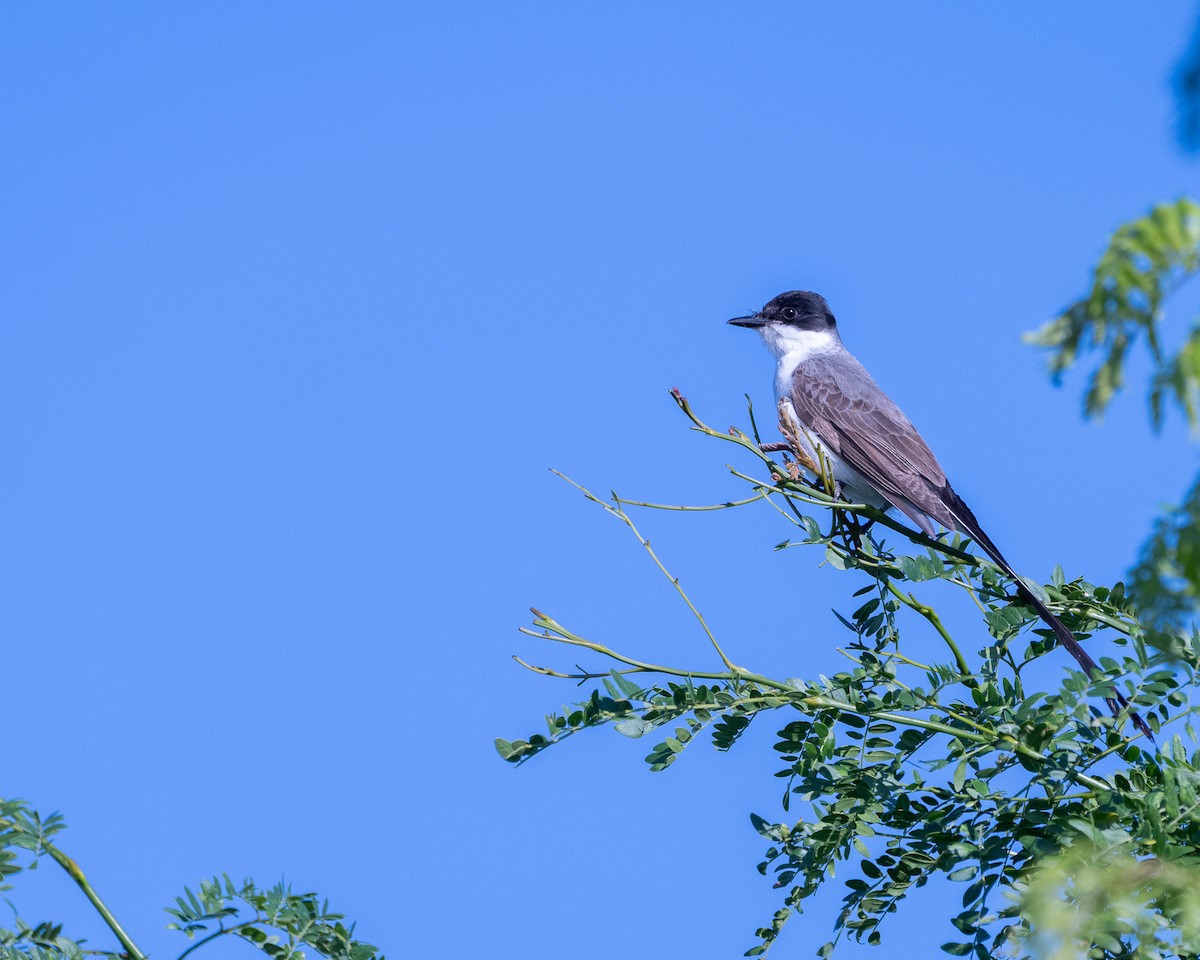 Fork-tailed Flycatcher - ML646252762