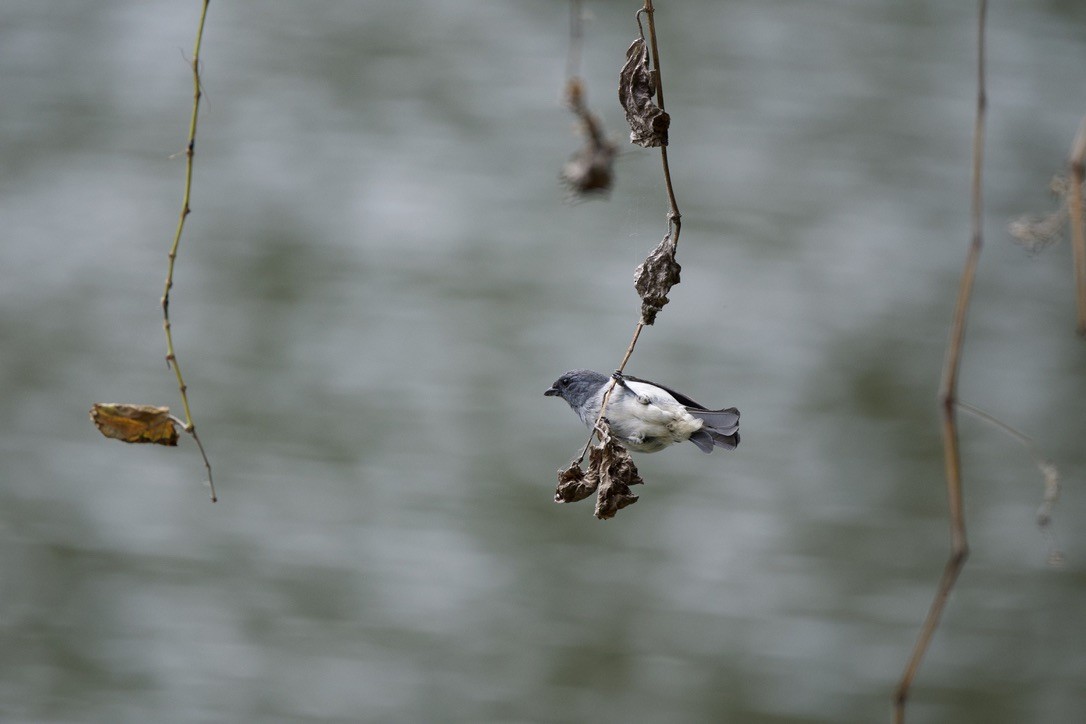 Yellow-bellied Seedeater - ML646252764