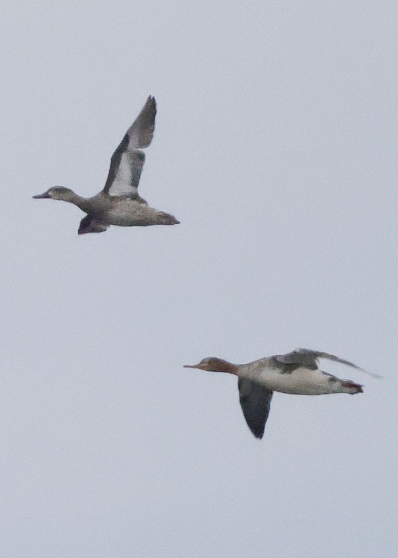 Blue-winged Teal - ML646252765