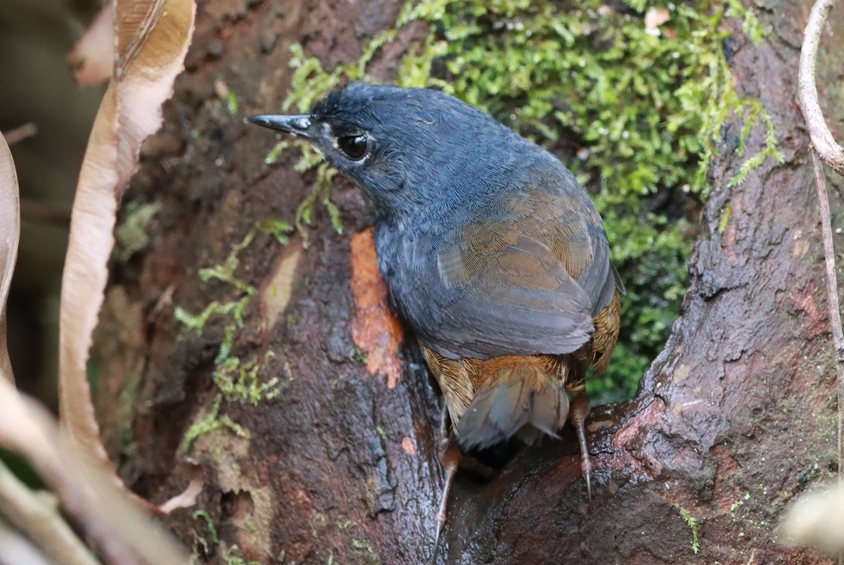 White-breasted Tapaculo - ML646252767