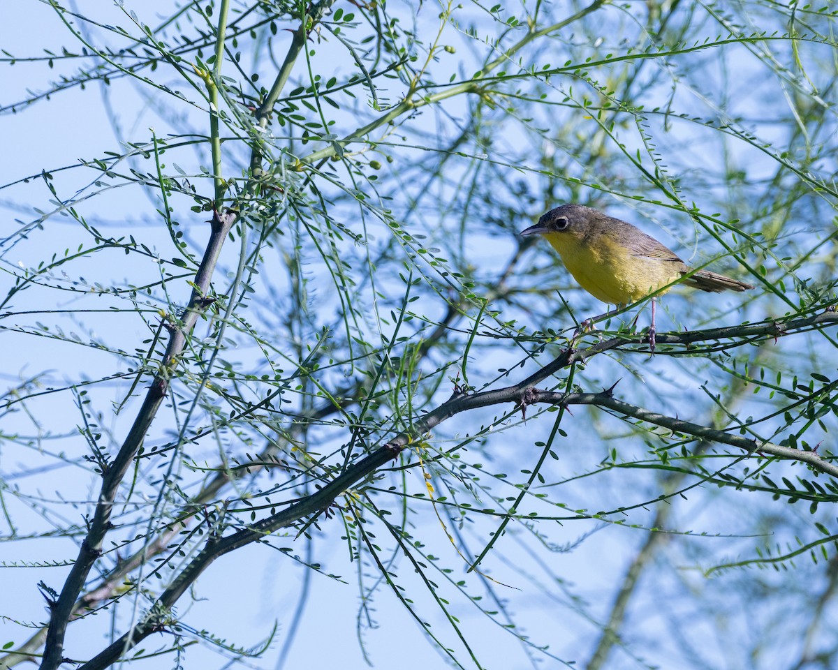Southern Yellowthroat - ML646252768