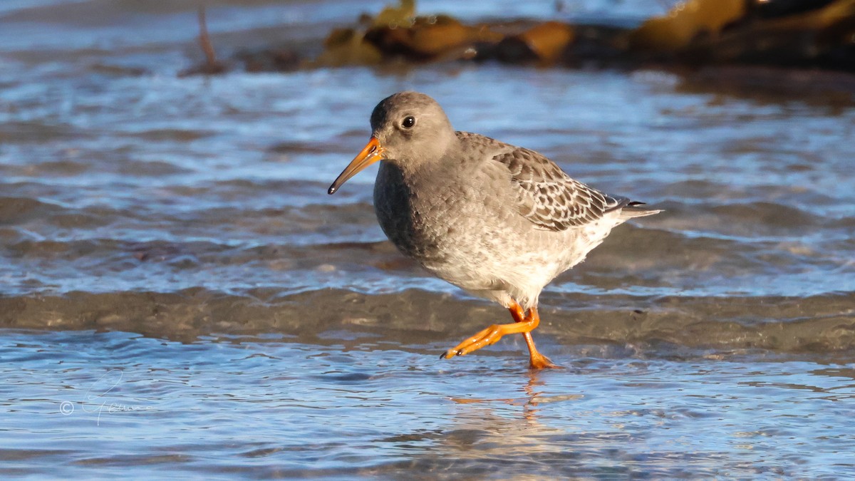 Purple Sandpiper - ML646252769