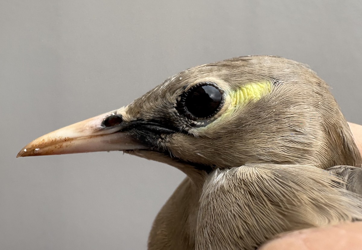 Wattled Starling - ML646252772