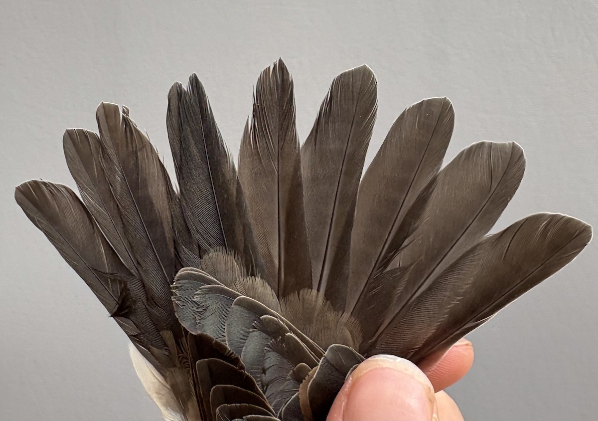 Wattled Starling - ML646252773