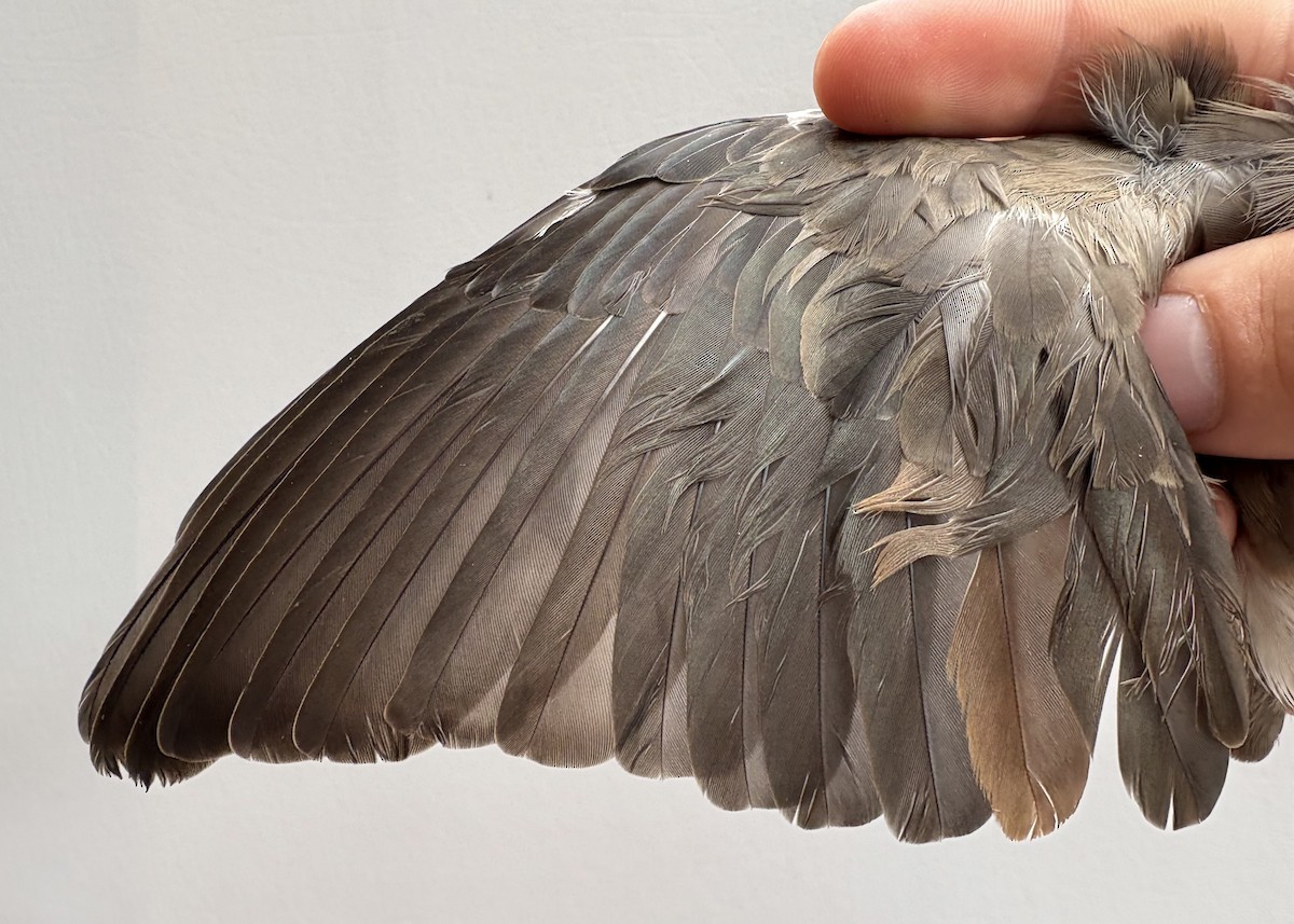 Wattled Starling - ML646252775