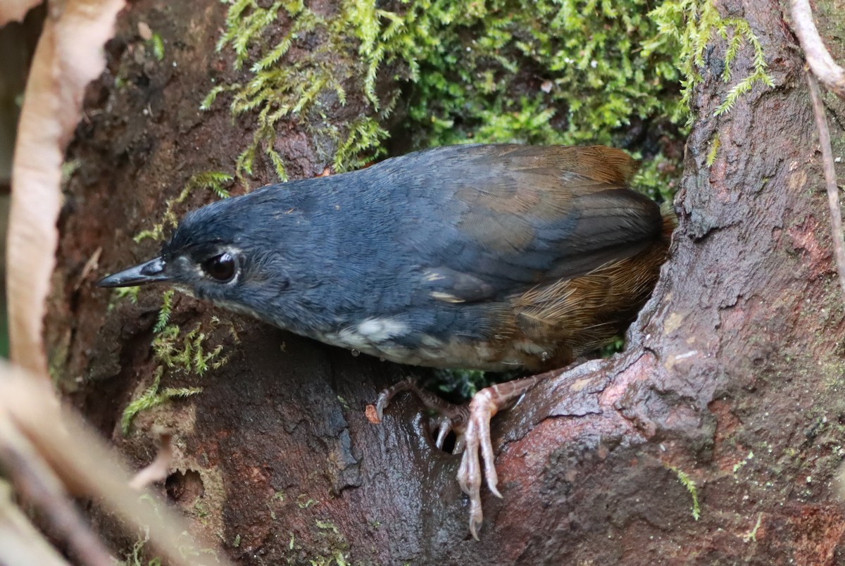 White-breasted Tapaculo - ML646252777