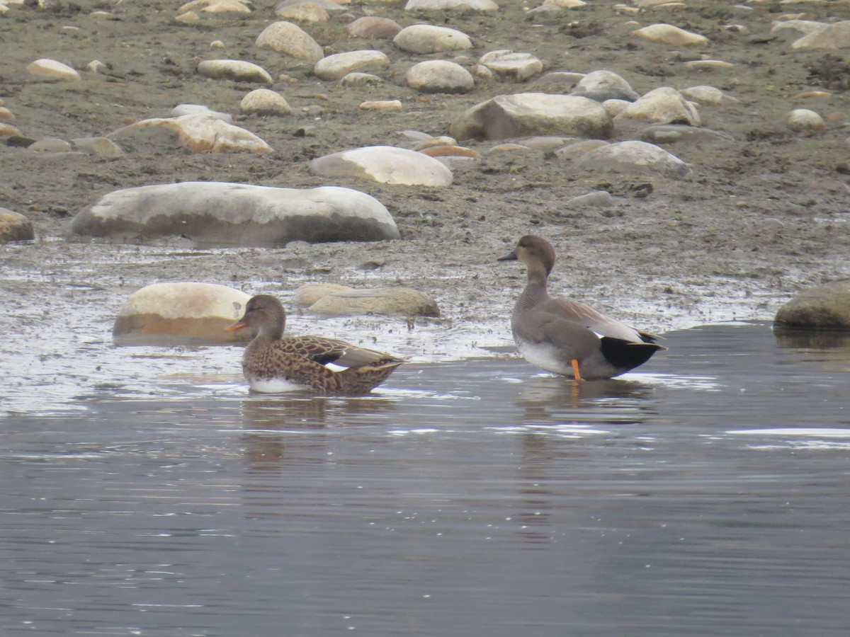 赤膀鴨 - ML646252778