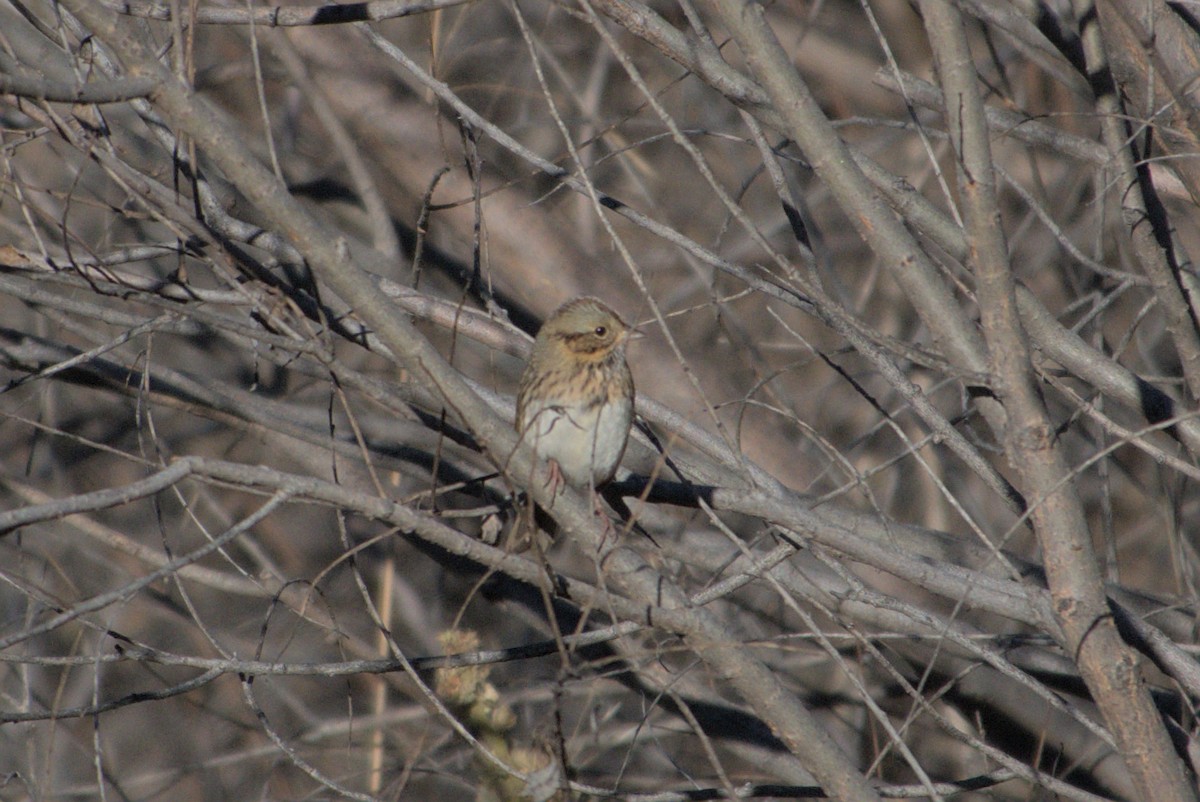Lincoln's Sparrow - ML646252779
