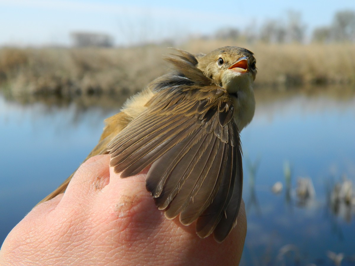 Common Reed Warbler - ML646252780