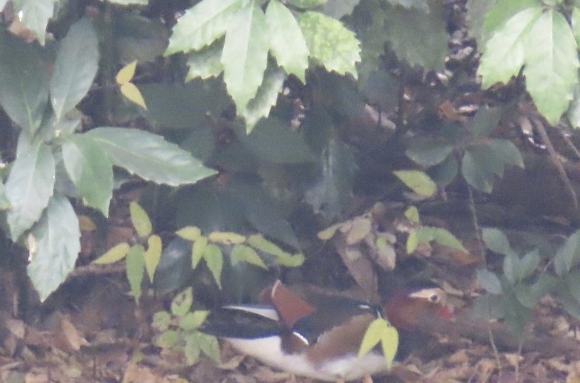 鴛鴦 - ML646252782