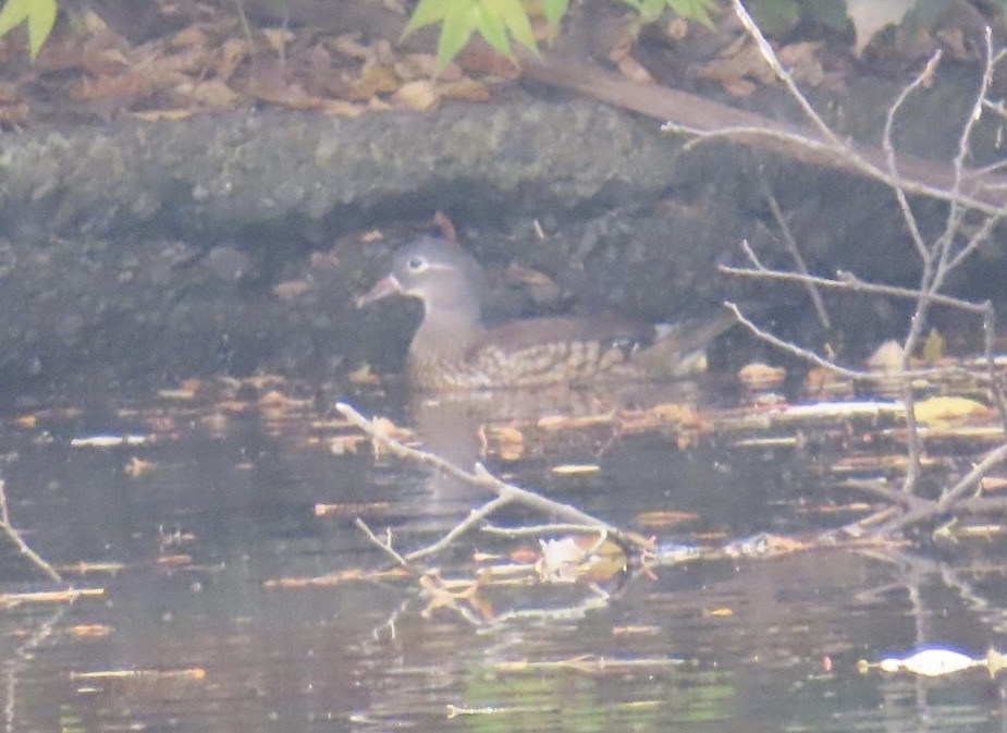 鴛鴦 - ML646252783