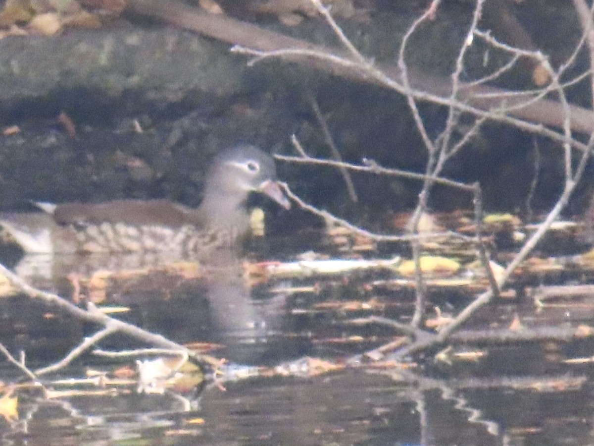 鴛鴦 - ML646252784