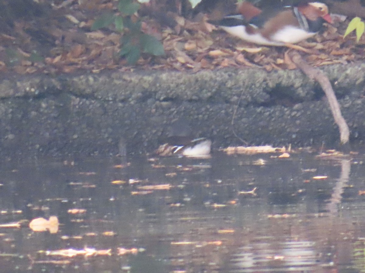 鴛鴦 - ML646252786