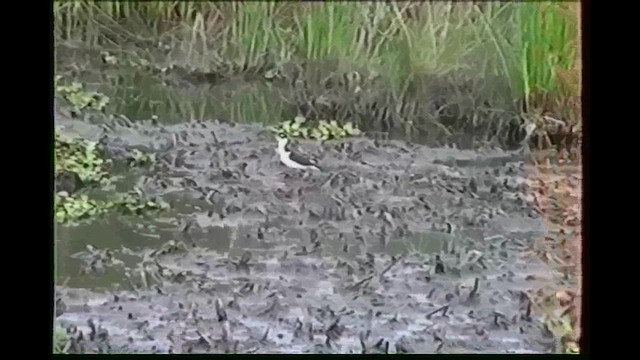 Black-necked Stilt - ML646252791