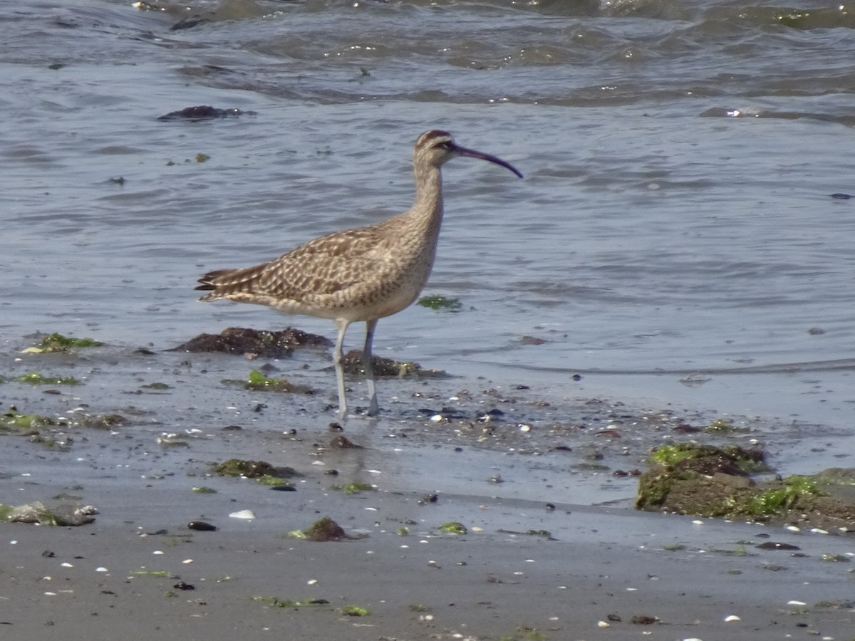 美洲中杓鷸 - ML646252795