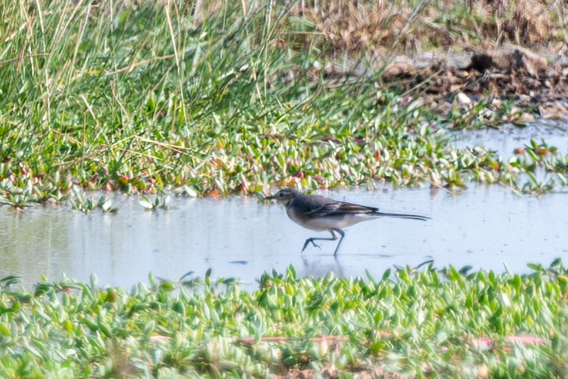 黃頭鶺鴒 - ML646252796