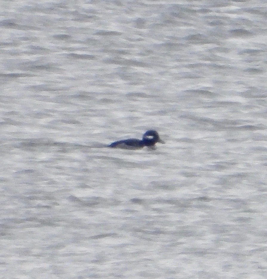 Bufflehead - ML646252802