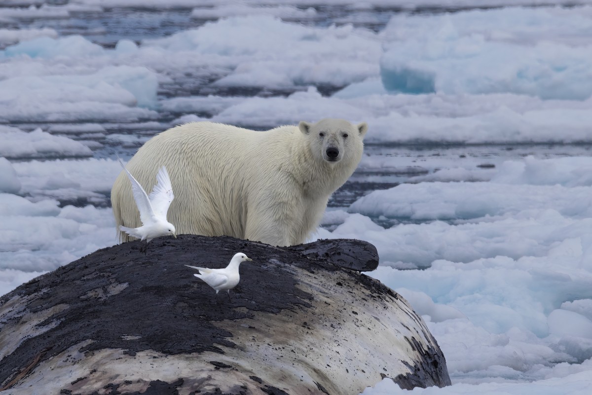 Ivory Gull - ML646252803