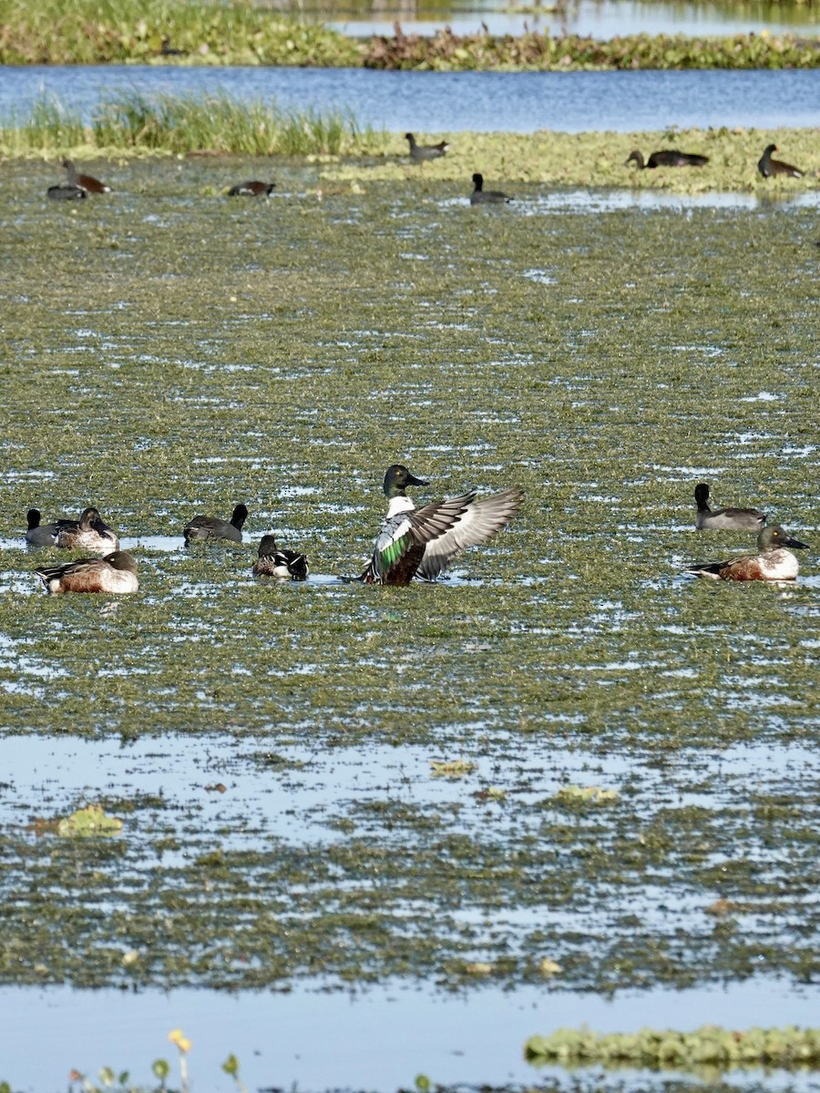 Northern Shoveler - ML646252804