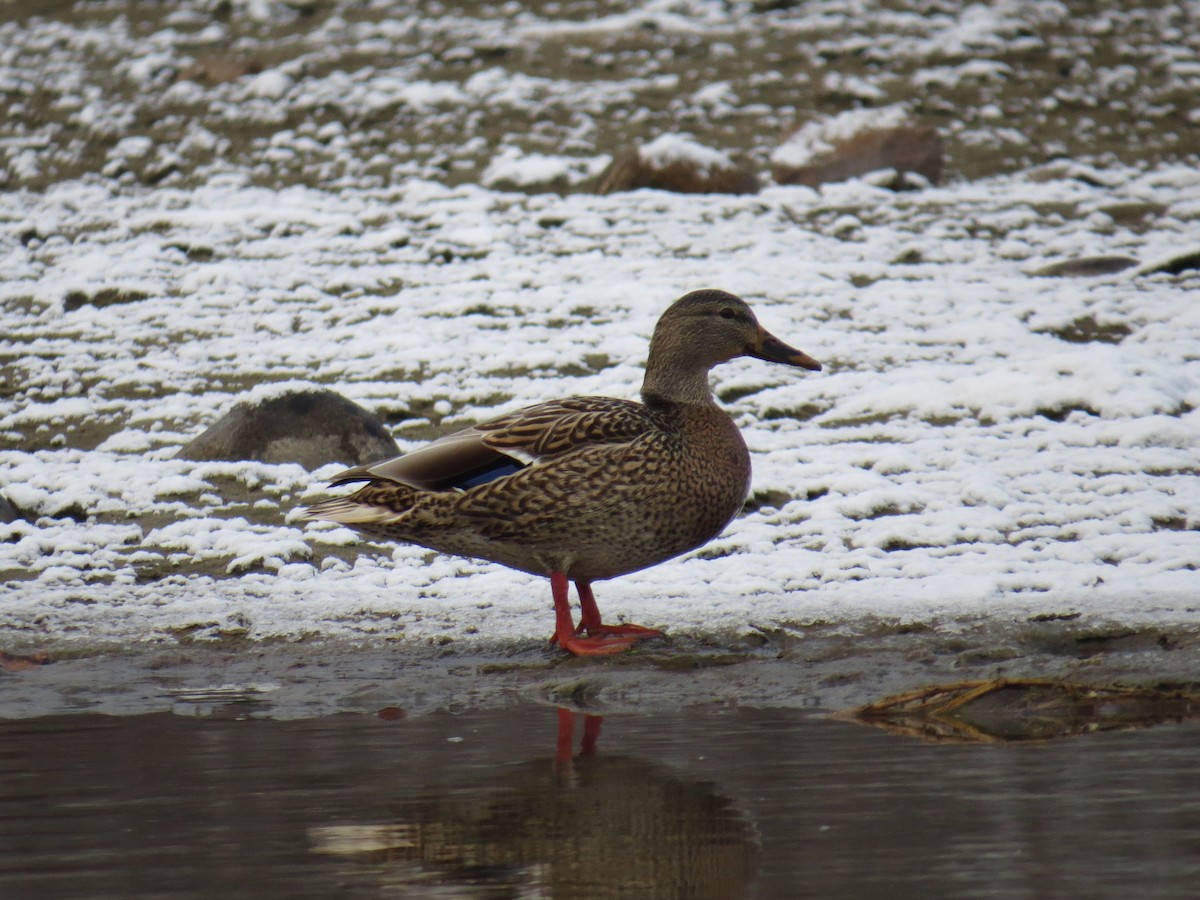 Germano reale - ML646252806