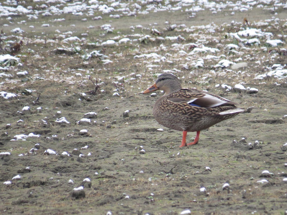 Germano reale - ML646252807