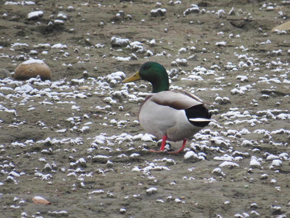 Germano reale - ML646252809