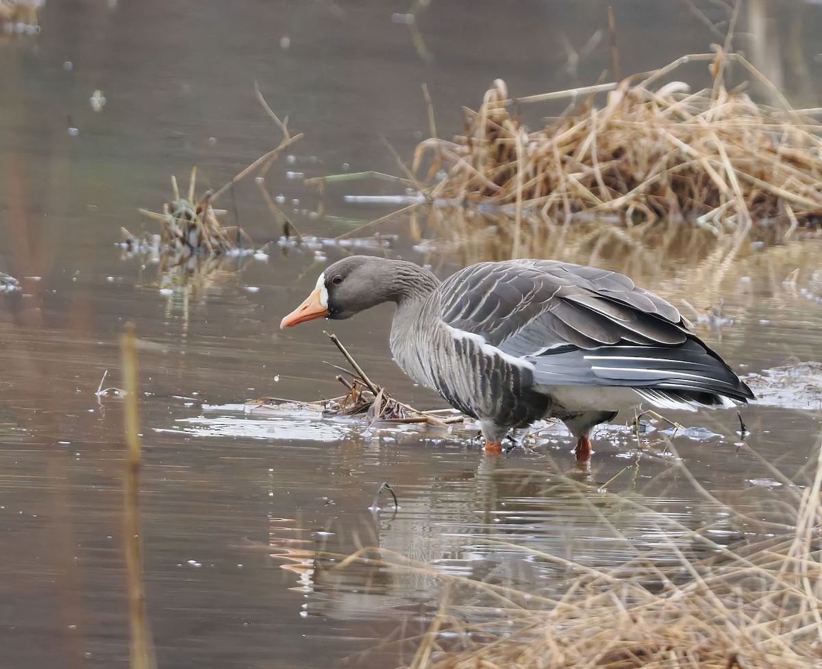 Greater White-fronted Goose - ML646252832