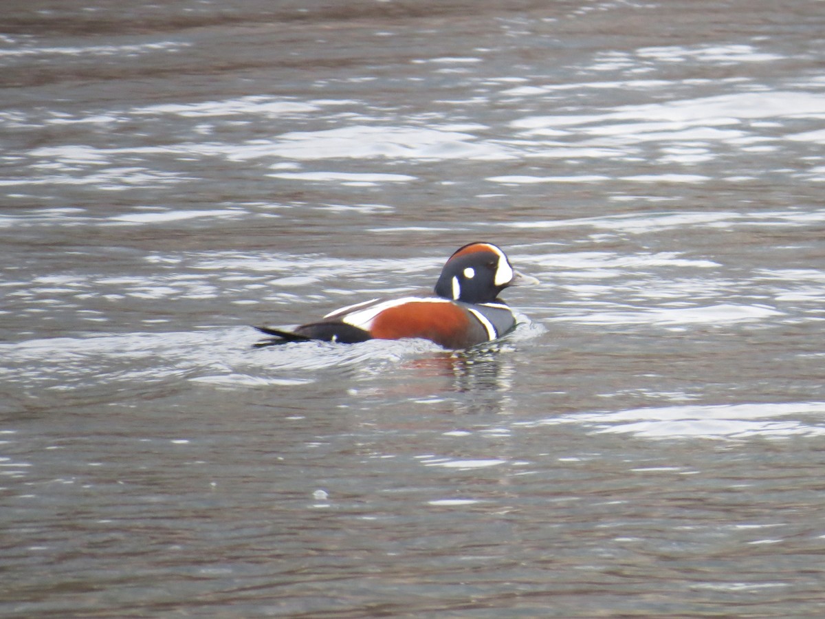 Moretta arlecchino - ML646252840