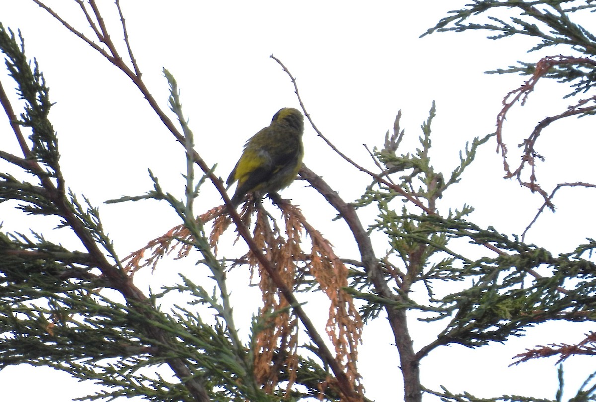 čížek jihoamerický - ML646252841