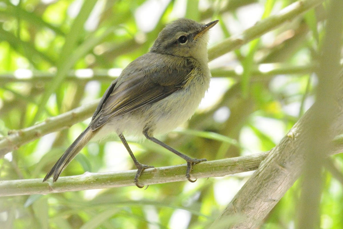 Canary Islands Chiffchaff - ML646252842