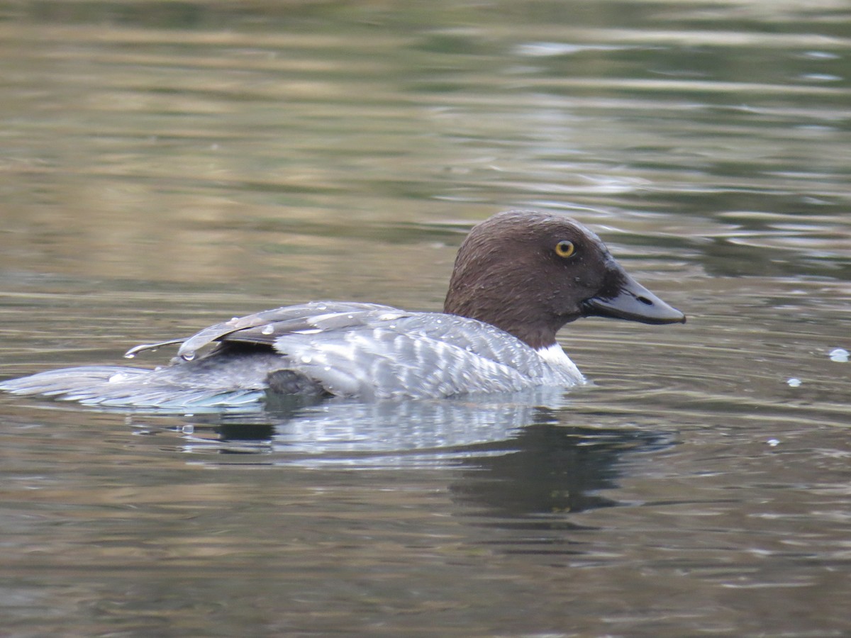 Quattrocchi - ML646252848