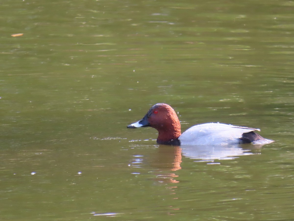 Common Pochard - ML646252849