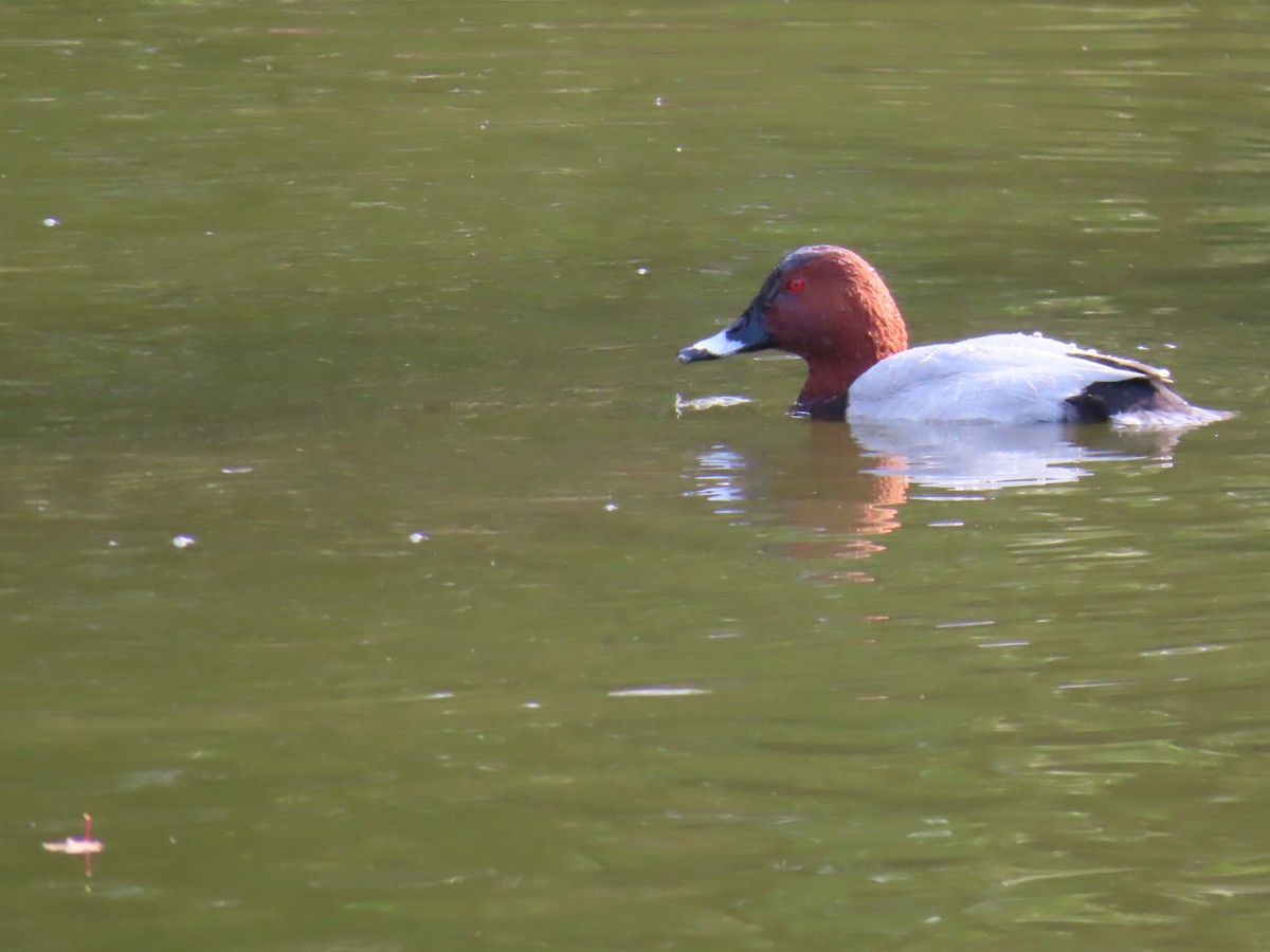 Common Pochard - ML646252850
