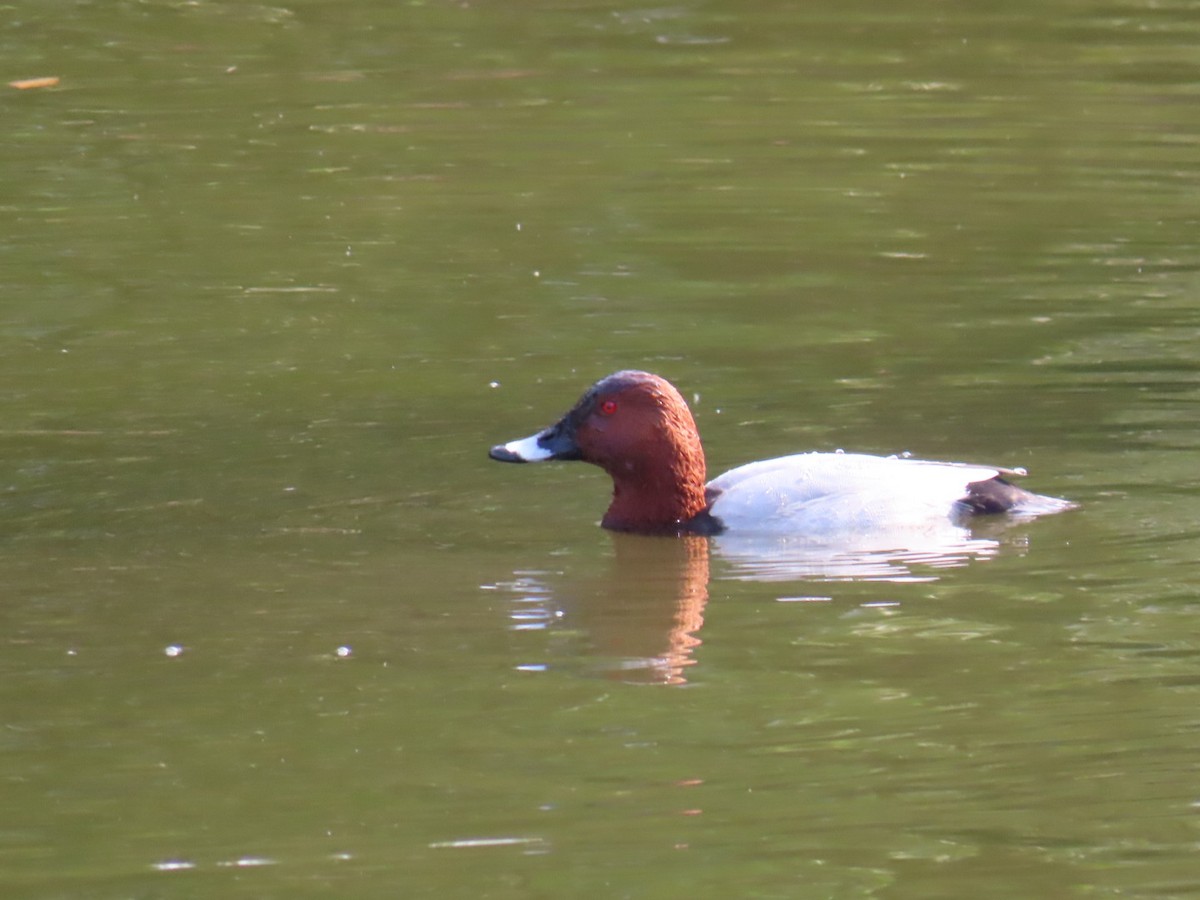 Common Pochard - ML646252851
