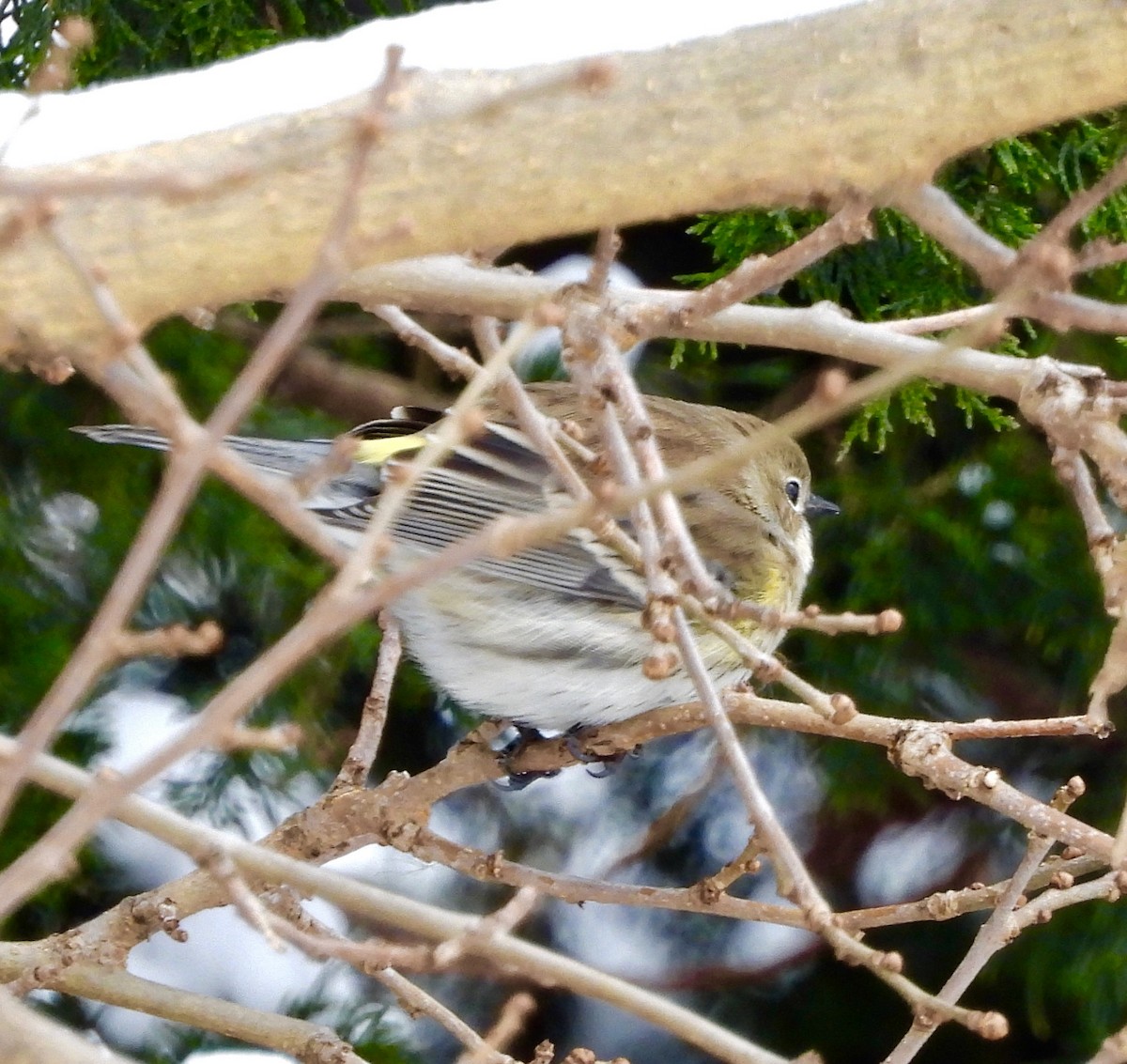 Yellow-rumped Warbler (Myrtle) - ML646252856