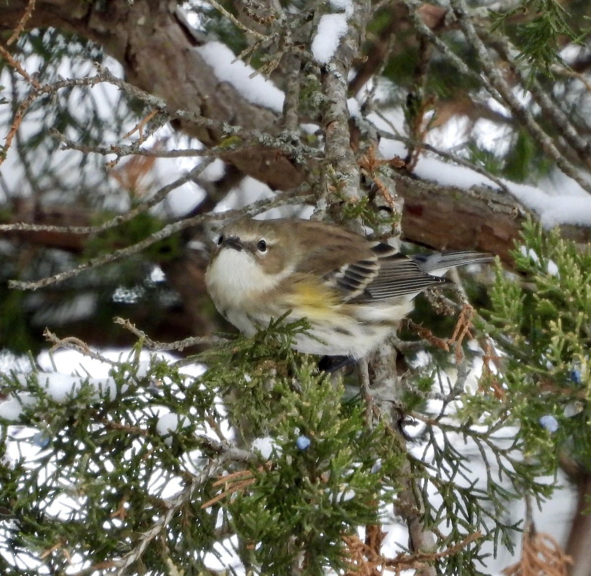 Yellow-rumped Warbler (Myrtle) - ML646252857