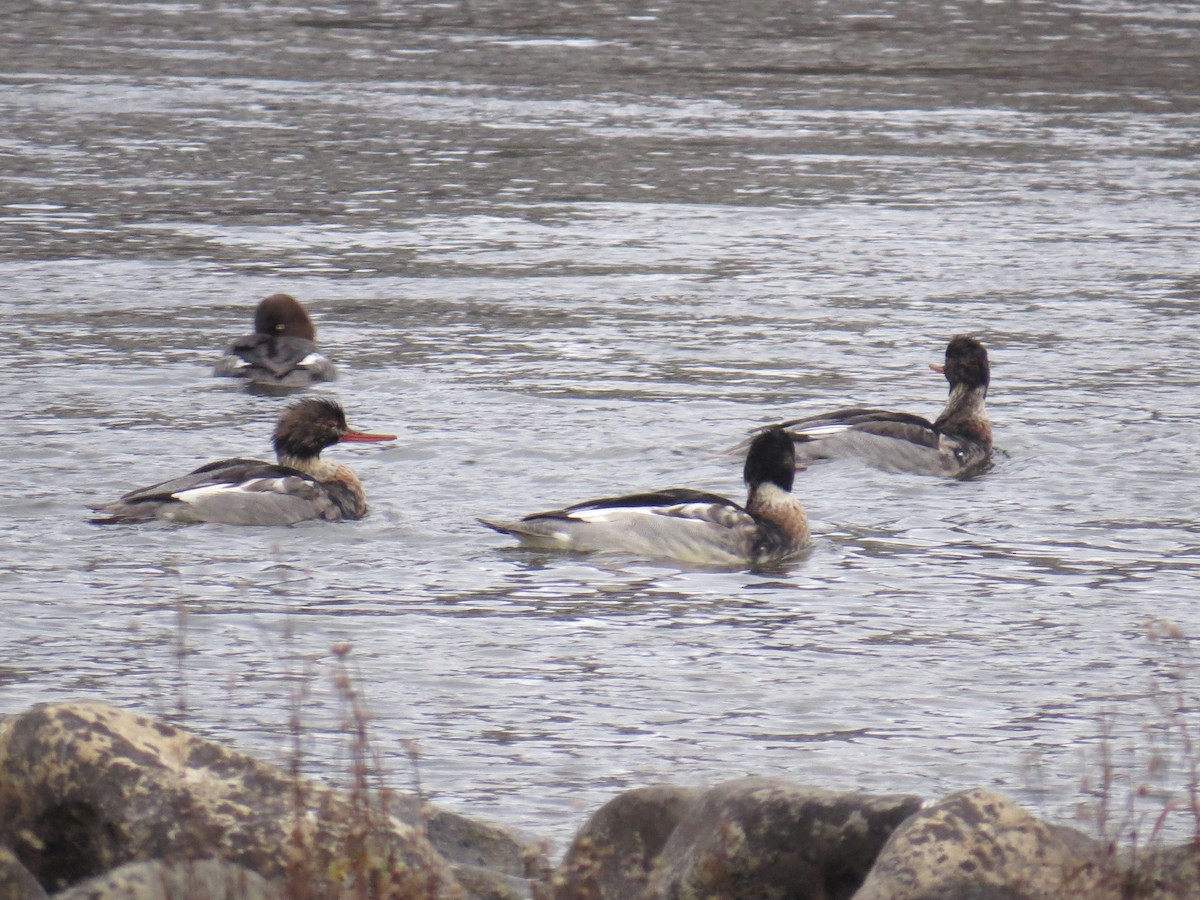 Smergo minore - ML646252858