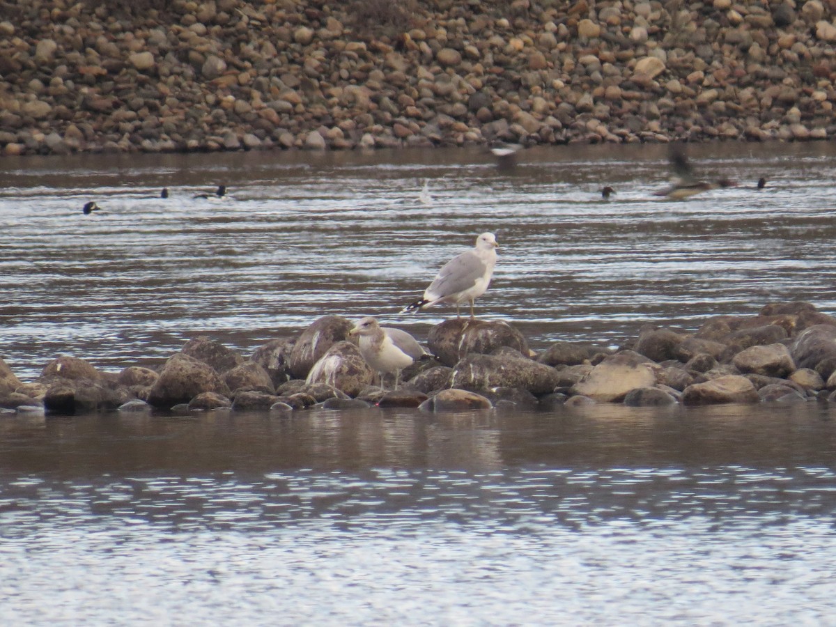California Gull - ML646252872