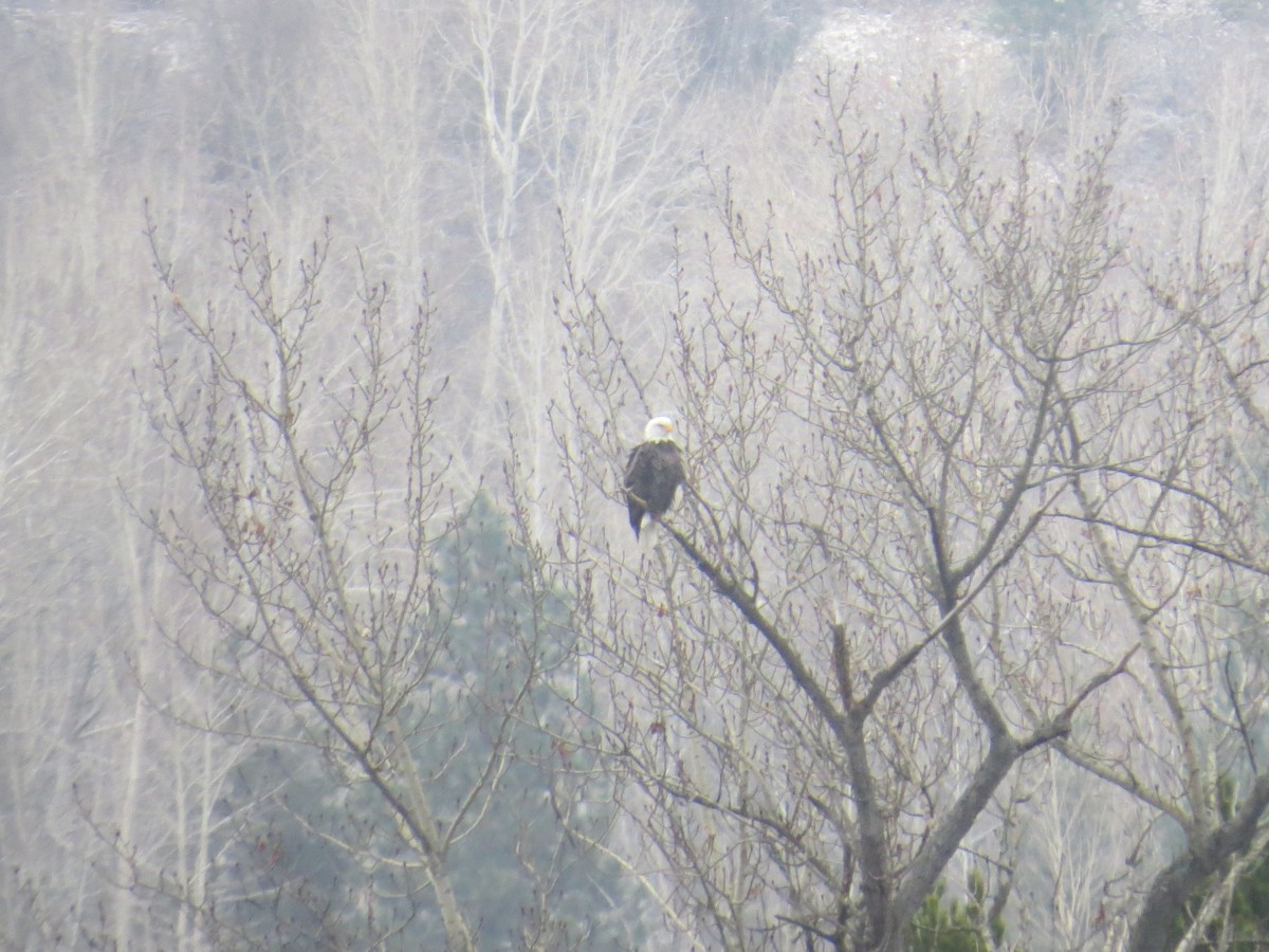 Bald Eagle - ML646252876