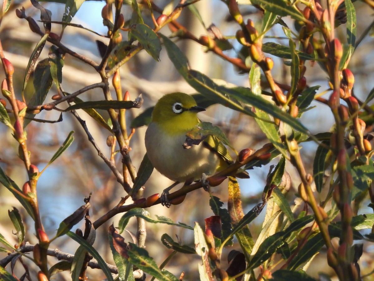 Swinhoe Gözlükçüsü - ML646252877