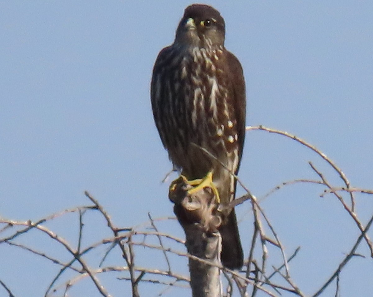 Merlin (Black) - ML646252878