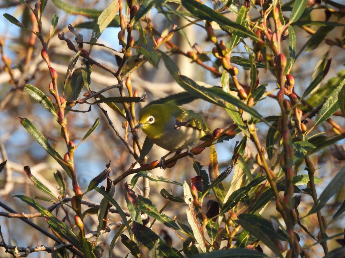 Swinhoe Gözlükçüsü - ML646252883