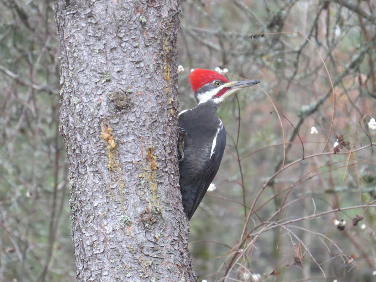 Pileated Woodpecker - ML646252884